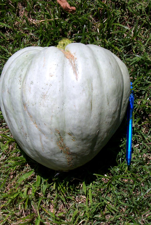 Cucurbita maxima comercial seed name "Zapallo Redondo Gris Plomo "- squash B urgent harvest - side view.  
It was a bit more than a month after the anthesis. The day of the harvest the squash weighted