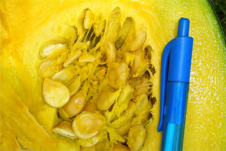 Cucurbita maxima comercial seed name "Zapallo Redondo Gris Plomo "- squash B urgent harvest - pulp and seeds detail (another picture).
It was a bit more than a month after the anthesis. The day of the