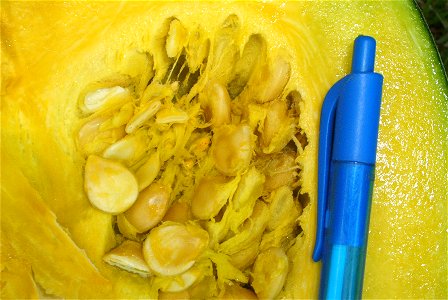 Cucurbita maxima comercial seed name "Zapallo Redondo Gris Plomo "- squash B urgent harvest - pulp and seeds detail (another picture).
It was a bit more than a month after the anthesis. The day of the