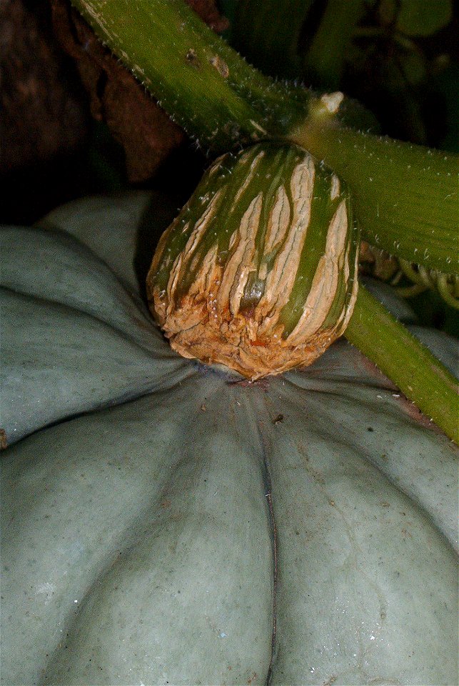 Cucurbita maxima commercial seed name "Zapallo Redondo Gris Plomo" - squash no-letter (0) detail of vandalized peduncle.
Apparently someone tried to take it off the plant by pulling on the peduncle. I