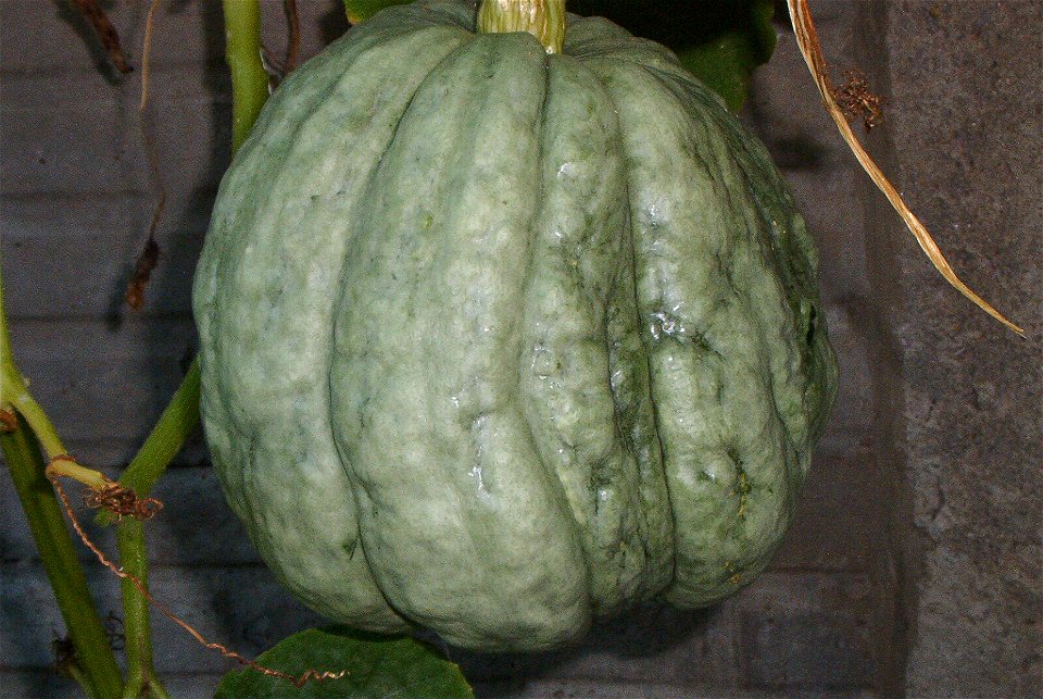 Cucurbita maxima Zapallo Plomo semillería Costanzi, this particular plant appears to be Cucurbita maxima Zapallo Plomo x Cucurbita maxima Zapallito group - squash D side view.
Fortín Olavarría, partid