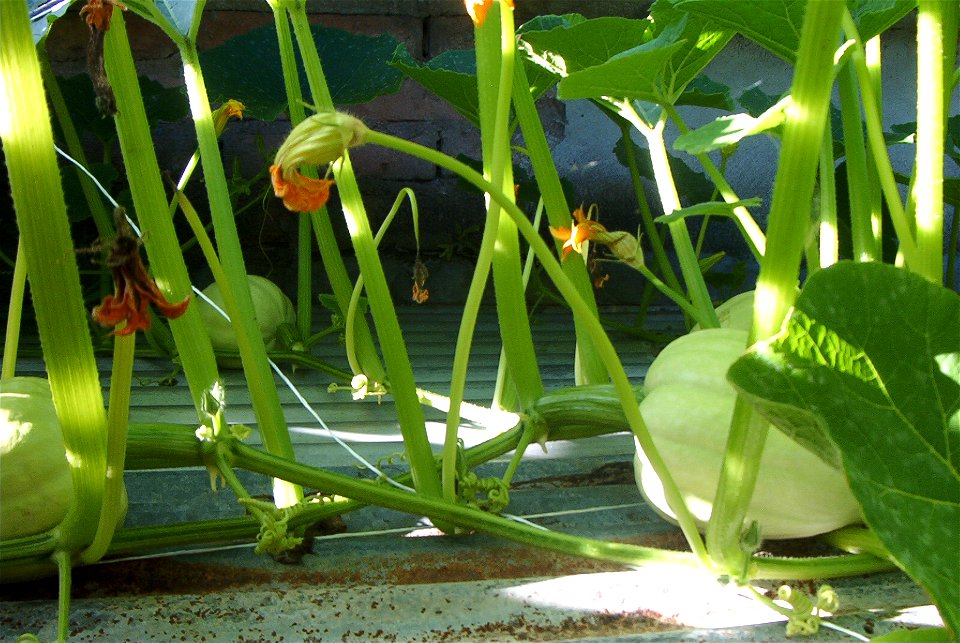 Cucurbita maxima commercial seed name Zapallo Redondo Gris Plomo - 4 squashes growing on the roof.
Fortín Olavarría, partido de Rivadavia, provincia de Buenos Aires, Argentina.