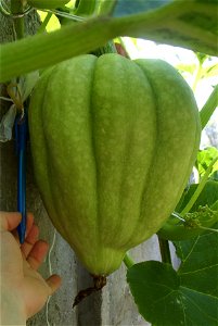 Cucurbita maxima commercial seed name "Zapallo Redondo Gris Plomo" -  squash L side view.
This one appeared all of a sudden, 8 days ago if this existed it had a little size like those I don't know if 