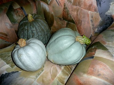 Cucurbita maxima Zapallo Plomo semillería Costanzi - 2014 03 27. 
Squash D (left one, more obscure and warted), early harvest because of the dead of the plant, this particular plant appears to be Cucu