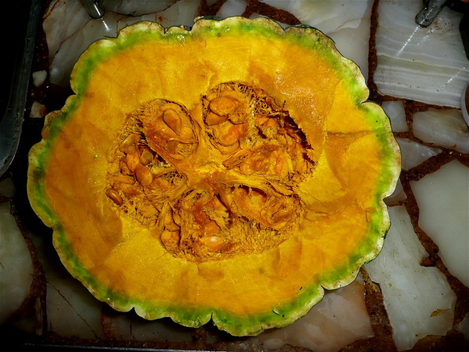 Cucurbita maxima Zapallo Plomo semillería Costanzi - 2014 03 28 - squash D photo3 , early harvest because of the dead of the plant, this particular plant appears to be Cucurbita maxima Zapallo Plomo x