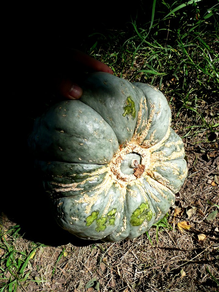 Cucurbita maxima Zapallo Plomo semillería Costanzi - 2014 03 28 - squash D photo3, early harvest because of the dead of the plant, this particular plant appears to be Cucurbita maxima Zapallo Plomo x 