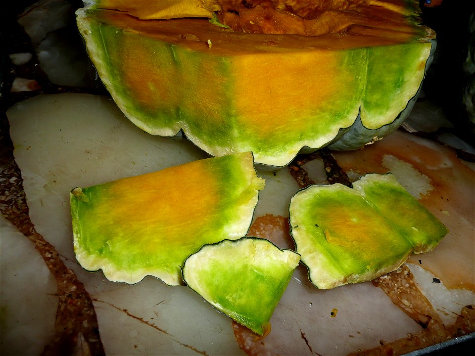 Cucurbita maxima Zapallo Plomo semillería Costanzi - 2014 03 28 - squash D photo3 , early harvest because of the dead of the plant, this particular plant appears to be Cucurbita maxima Zapallo Plomo x