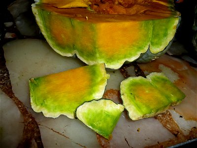 Cucurbita maxima Zapallo Plomo semillería Costanzi - 2014 03 28 - squash D photo3 , early harvest because of the dead of the plant, this particular plant appears to be Cucurbita maxima Zapallo Plomo x