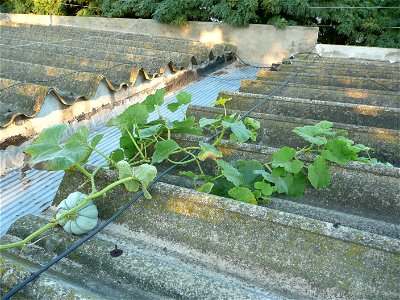 Cucurbita maxima Zapallo Criollo Redondo Gris Plomo (semillería Costanzi).
Squash O on the roof.