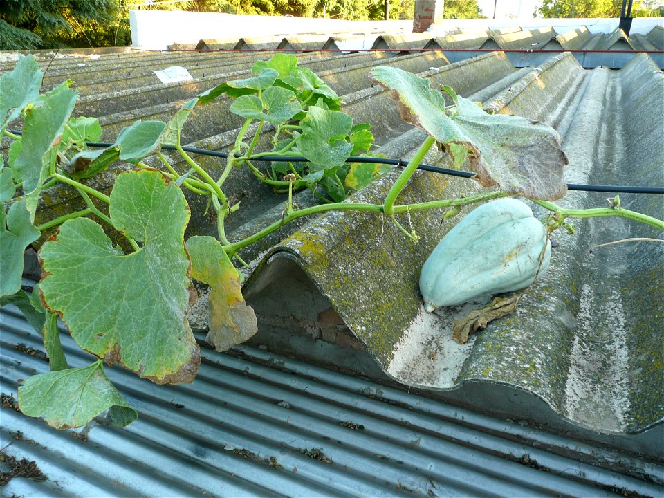 Cucurbita maxima Zapallo Criollo Redondo Gris Plomo (semillería Costanzi).
Squash O on the roof.