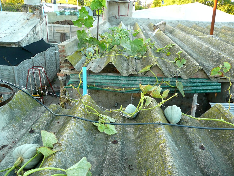 Cucurbita maxima Zapallo Criollo Redondo Gris Plomo (semillería Costanzi).
Squash H (right), I (middle front), N (left), P (back).