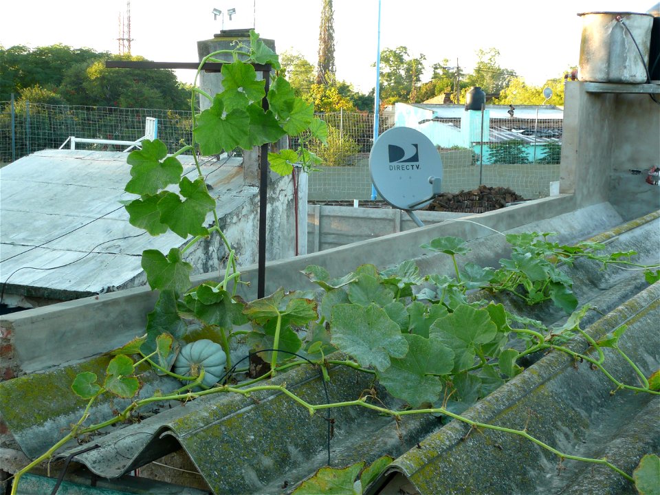 Cucurbita maxima Zapallo Criollo Redondo Gris Plomo (semillería Costanzi).
Squash P on the roof.