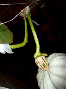 Cucurbita maxima Zapallo Plomo semillería Costanzi - 2014 03 31 - squash A, after a manipulation accident the peduncle was OK but the vine now is broken.