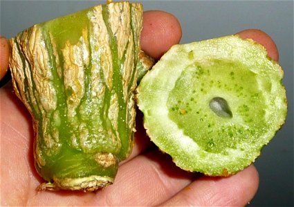 Cucurbita maxima Zapallo Plomo semillería Costanzi - 2014 04 02 - Squash M peduncle cut view