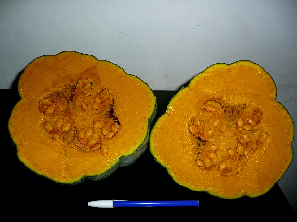 Cucurbita maxima Zapallo Plomo semillería Costanzi - 2014 04 02 - squash M semi-early harvest cut open both halves