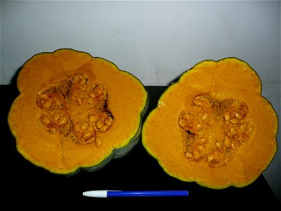 Cucurbita maxima Zapallo Plomo semillería Costanzi - 2014 04 02 - squash M semi-early harvest cut open both halves