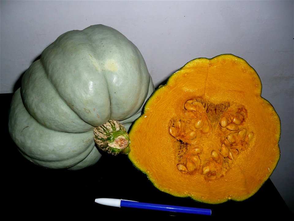 Cucurbita maxima Zapallo Plomo semillería Costanzi - 2014 04 02 squash M semi-early harvest cut open and peduncle view