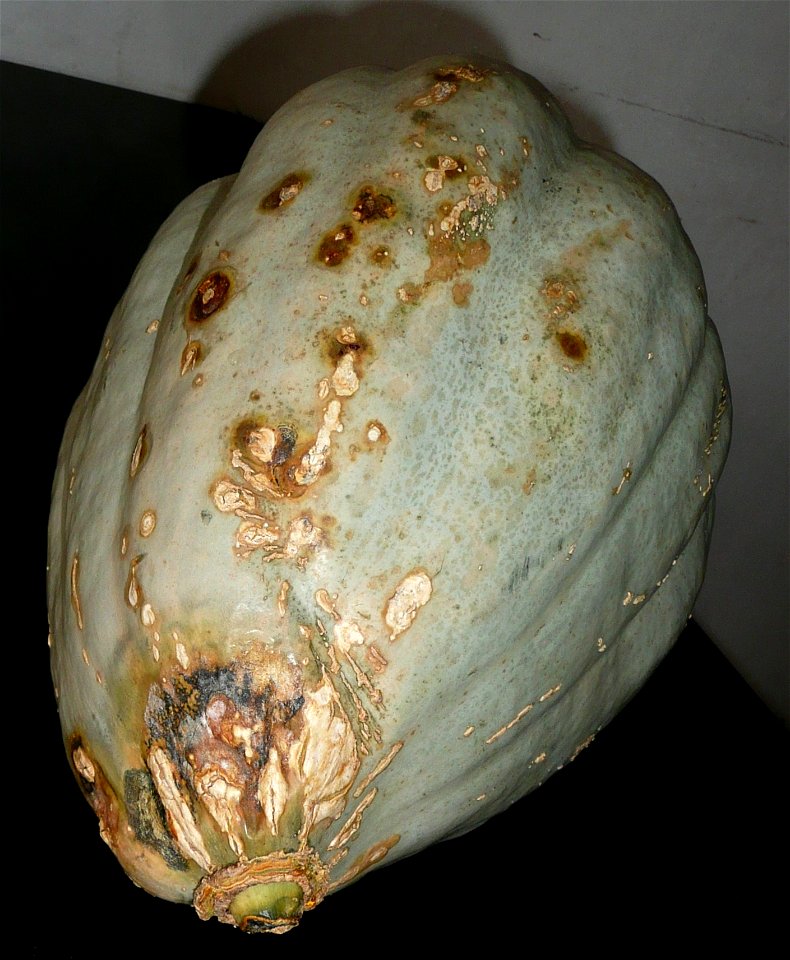 Cucurbita maxima Zapallo Plomo semillería Costanzi - 2014 05 11 - squash H, fungus disease