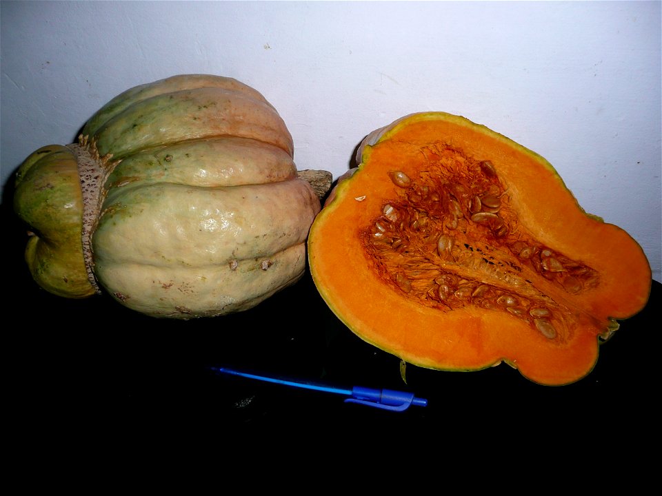 Cucurbita maxima "Zapallo Plomo" semillería Costanzi - 2014 06 28 squash C