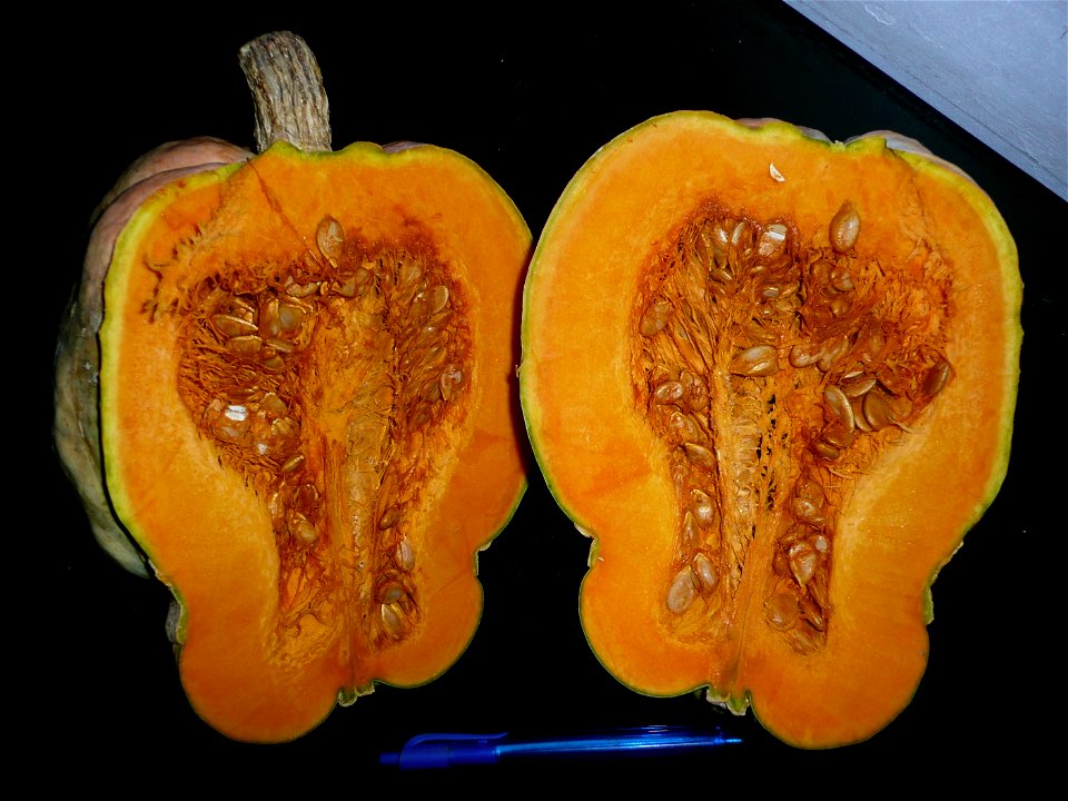 Cucurbita maxima "Zapallo Plomo" semillería Costanzi - 2014 06 28 squash C