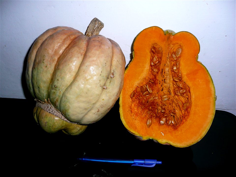 Cucurbita maxima "Zapallo Plomo" semillería Costanzi - 2014 06 28 squash C