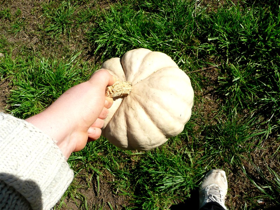 Cucurbita maxima commercial seed name "Zapallo Plomo" semillería Costanzi - 2014 08 01 - squash A (harvested 2014 03 31).
Pinkish skin color, different than when harvested.

Fortín Olavarría, partido 