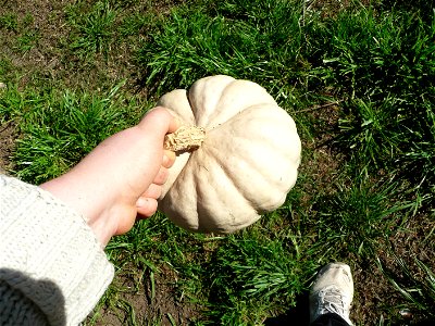 Cucurbita maxima commercial seed name "Zapallo Plomo" semillería Costanzi - 2014 08 01 - squash A (harvested 2014 03 31).
Pinkish skin color, different than when harvested.

Fortín Olavarría, partido 