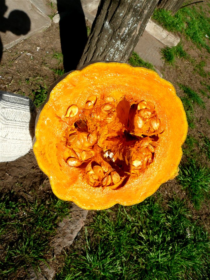 Cucurbita maxima commercial seed name "Zapallo Plomo" semillería Costanzi - 2014 08 01 - squash A (harvested 2014 03 31).
Flesh color.

Fortín Olavarría, partido de Rivadavia, provincia de Buenos Aire