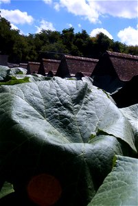 Cucurbita maxima Zapallo Criollo Redondo Gris Plomo (semillería Costanzi).
Not exaclty a disease, lack of turgence, probably becase of lots of insolation and not much water.