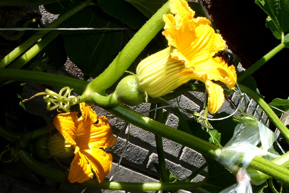 Cucurbita maxima Zapallo Plomo semillería Costanzi, this particular plant appears to be Cucurbita maxima Zapallo Plomo x Cucurbita maxima Zapallito group -  (Argentina) - two feminine flowers on a pla