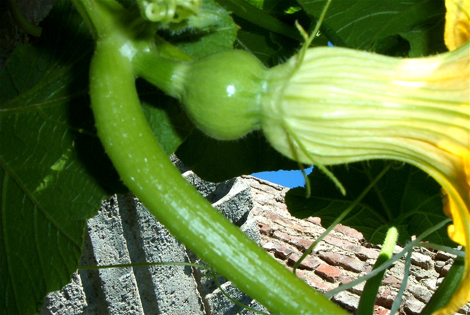 Cucurbita maxima Zapallo Plomo semillería Costanzi, this particular plant appears to be Cucurbita maxima Zapallo Plomo x Cucurbita maxima Zapallito group -  (Argentina) - feminine flower. Notice the n