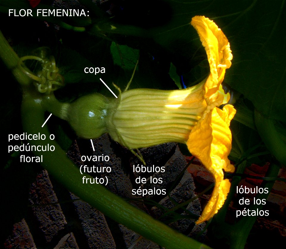 Cucurbita maxima Zapallo Redondo Gris Plomo - feminine flower