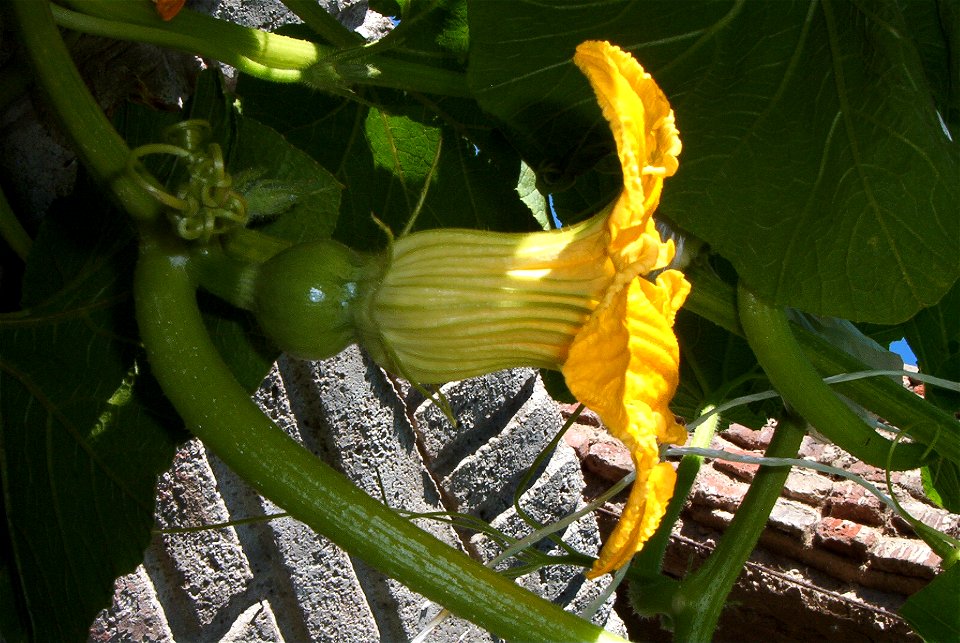 Cucurbita maxima Zapallo Redondo Gris Plomo - feminine flower