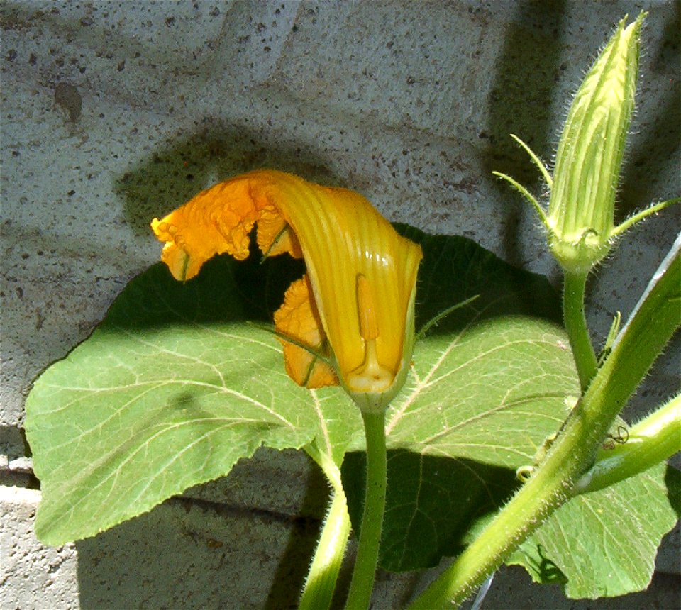 Cucurbita maxima commercial seed name "Zapallo Redondo Gris Plomo" (Argentina) - masculine flower (some petals removed), masculine bud (at right), leaf (behind them). In the masculine open flower, not