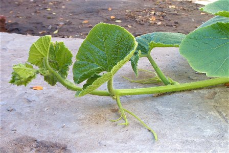 Cucurbita maxima, showing detail of decumbent apex and tendrils attachment. Argentinean winter squash landrace "zapallo plomo". photo