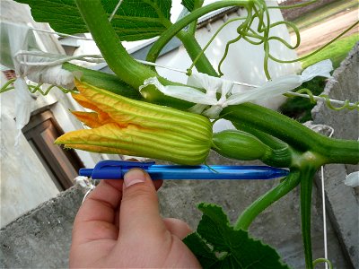 Cucurbita maxima "Zapallo Plomo" (Florensa seller).
Fortín Olavarría town, Buenos Aires province, Argentina.