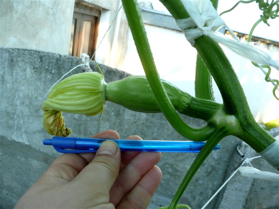 Cucurbita maxima "Zapallo Plomo" (seller Florensa).
Fortín Olavarría town, Buenos Aires province, Argentina.