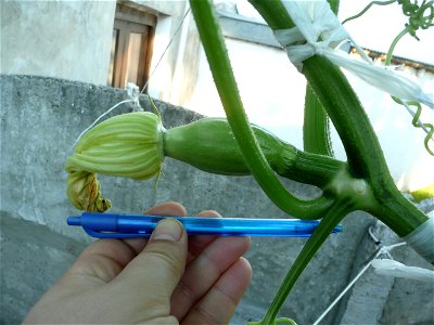 Cucurbita maxima "Zapallo Plomo" (seller Florensa).
Fortín Olavarría town, Buenos Aires province, Argentina.