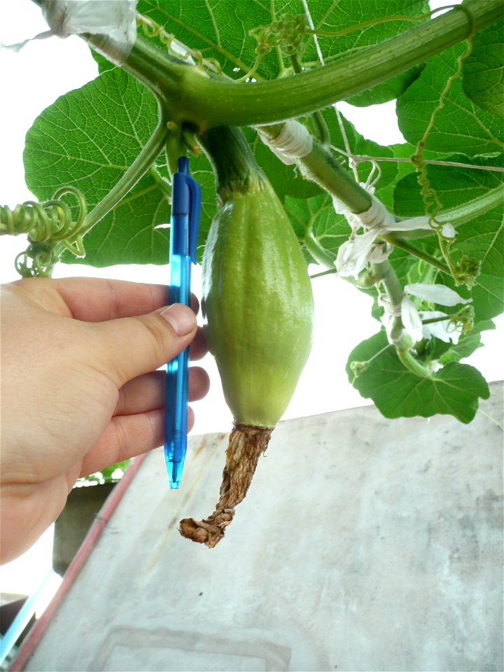 Cucurbita maxima "Zapallo Plomo" (Florensa seller).
Fortín Olavarría town, Buenos Aires province, Argentina.