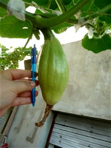 Cucurbita maxima "Zapallo Plomo" (Florensa seller).
Fortín Olavarría town, Buenos Aires province, Argentina.