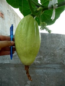 Cucurbita maxima "Zapallo Plomo" (Florensa seller).
Fortín Olavarría town, Buenos Aires province, Argentina.