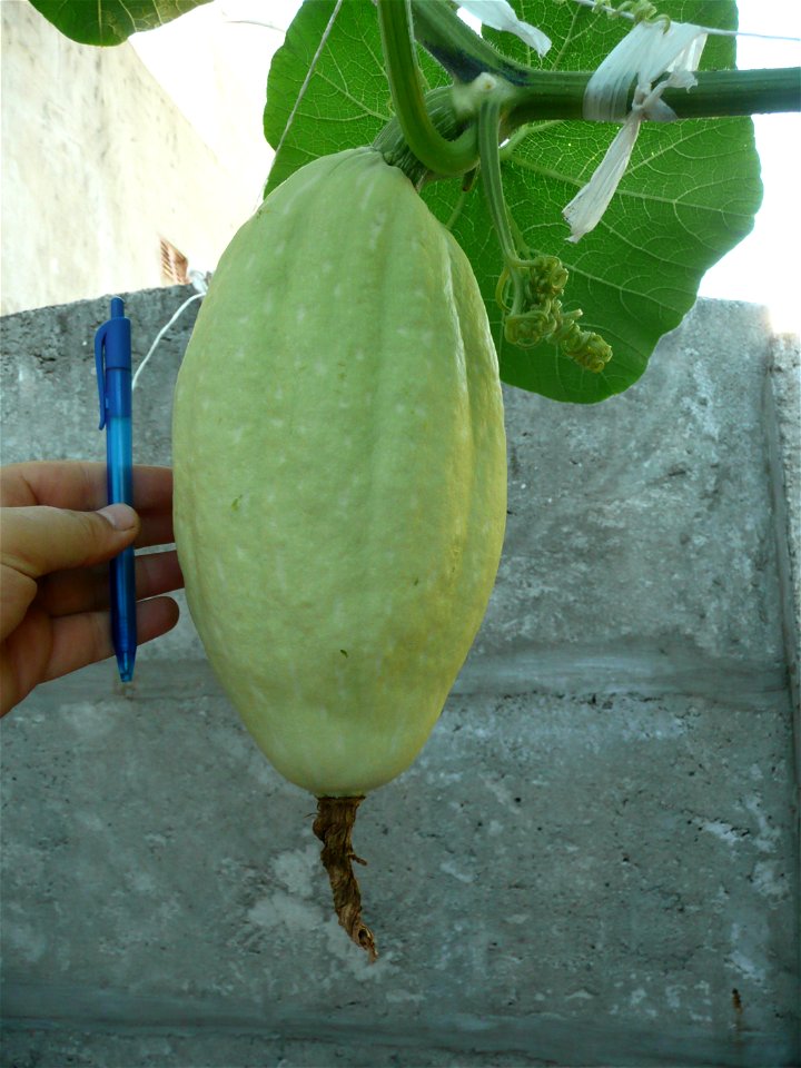 Cucurbita maxima "Zapallo Plomo" (Florensa seller).
Fortín Olavarría town, Buenos Aires province, Argentina.