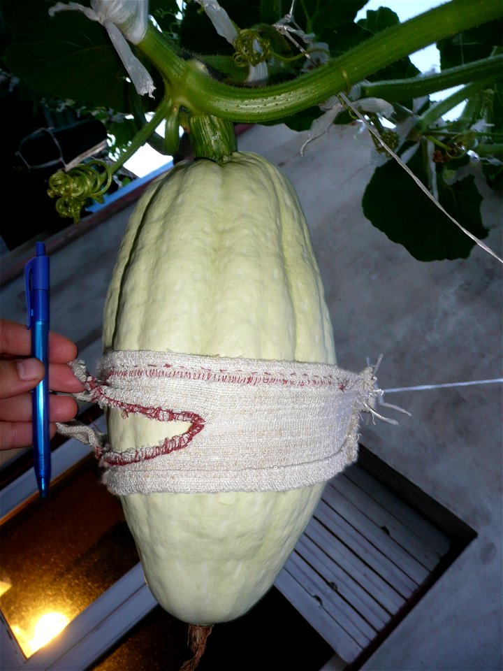 Cucurbita maxima "Zapallo Plomo" (Florensa seller).
Fortín Olavarría town, Buenos Aires province, Argentina.