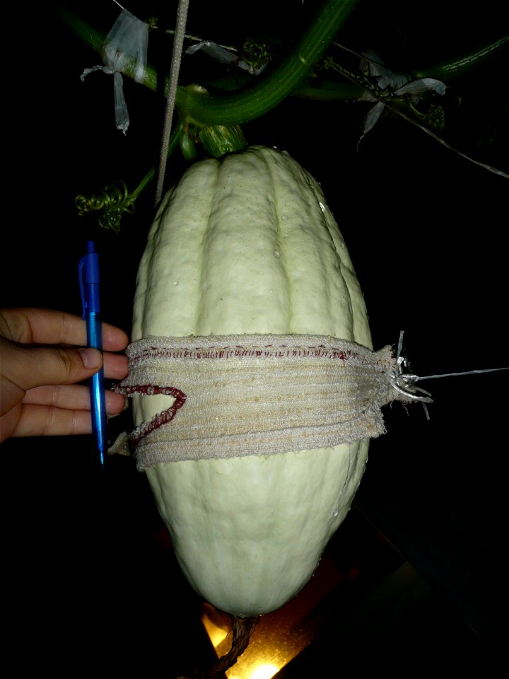 Cucurbita maxima "Zapallo Plomo" (seller Florensa).
Fortín Olavarría town, Buenos Aires province, Argentina.
