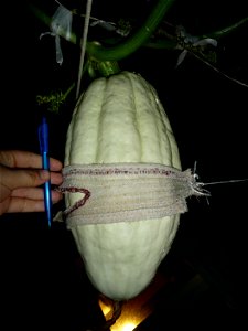 Cucurbita maxima "Zapallo Plomo" (seller Florensa).
Fortín Olavarría town, Buenos Aires province, Argentina.