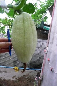 Cucurbita maxima "Zapallo Plomo" (Florensa seller).
Fortín Olavarría town, Buenos Aires province, Argentina.