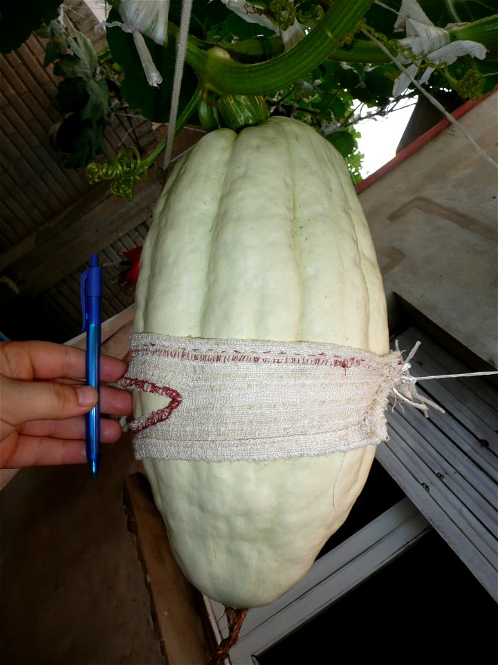 Cucurbita maxima "Zapallo Plomo" (seller Florensa).
Fortín Olavarría town, Buenos Aires province, Argentina.