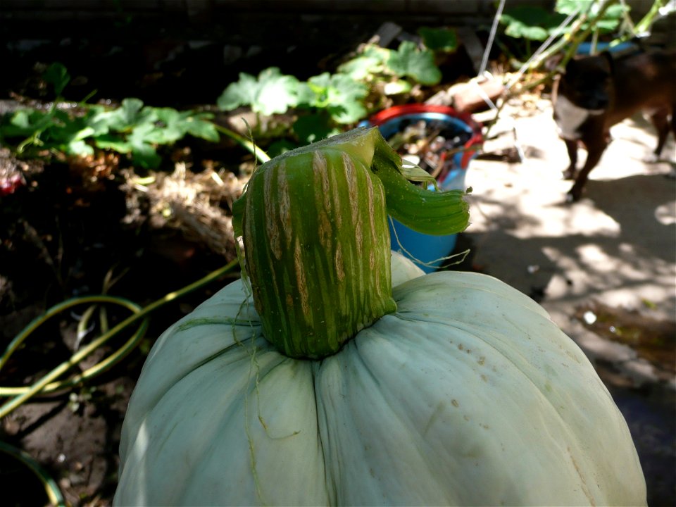 Cucurbita maxima "Zapallo Plomo" (Florensa seller).
Fortín Olavarría town, Buenos Aires province, Argentina.
