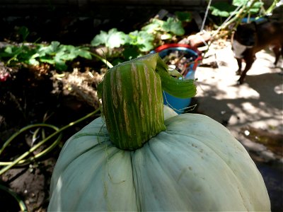 Cucurbita maxima "Zapallo Plomo" (Florensa seller).
Fortín Olavarría town, Buenos Aires province, Argentina.