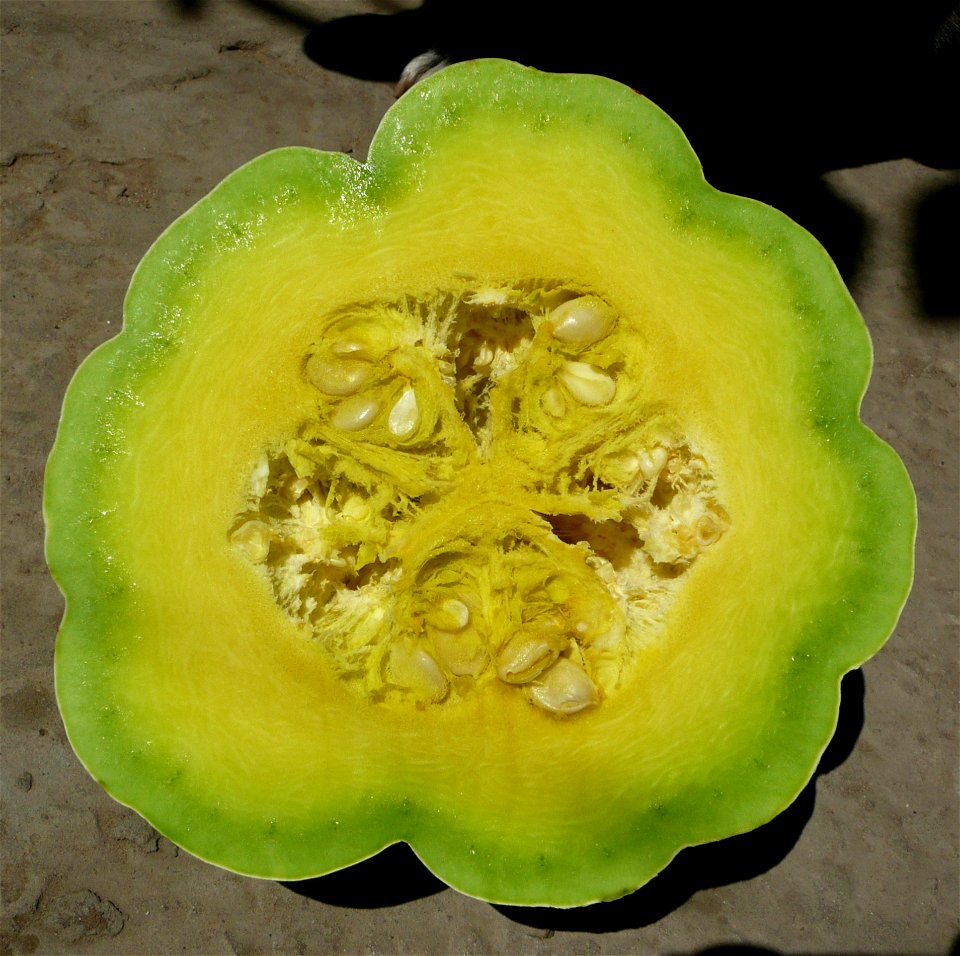 Cucurbita maxima "Zapallo Plomo" (Florensa seller).
Fortín Olavarría town, Buenos Aires province, Argentina.